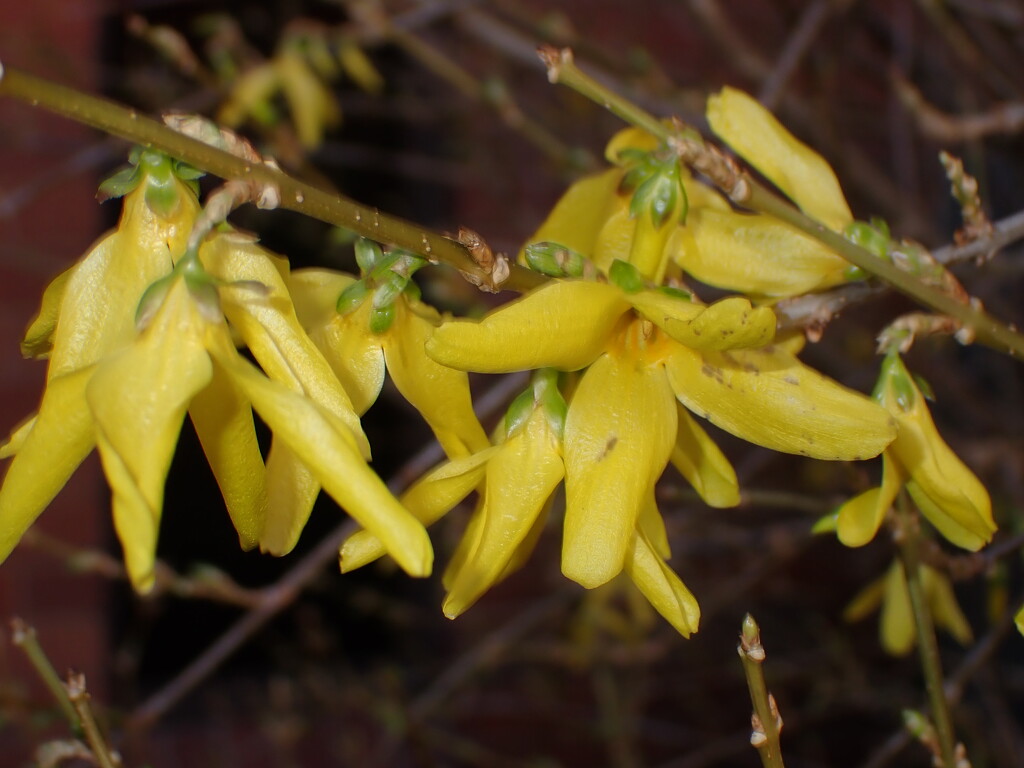 Getting close to some Forsythia by speedwell