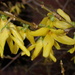 Getting close to some Forsythia by speedwell
