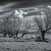 Landscape - 6
