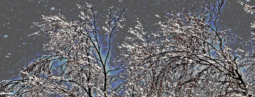 Ice encrusted trees artistic by larrysphotos