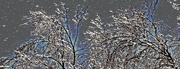 25th Feb 2023 - Ice encrusted trees artistic
