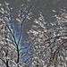 Ice encrusted trees artistic by larrysphotos