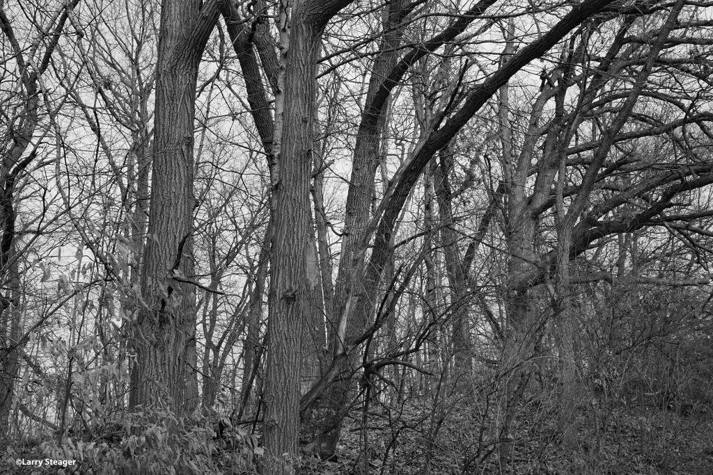Winter woods BW by larrysphotos