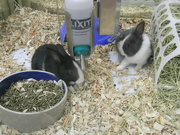 25th Feb 2023 - Rabbits at Pet Store 