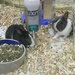 Rabbits at Pet Store  by sfeldphotos