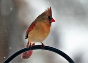 25th Feb 2023 - Mrs Cardinal