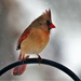 Mrs Cardinal by lynnz