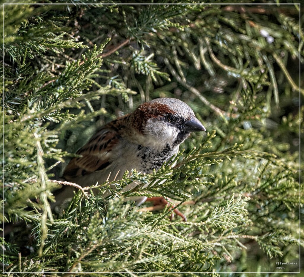 House Sparrow by bluemoon