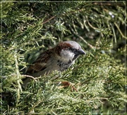 25th Feb 2023 - House Sparrow
