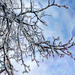 Ice Branches by pdulis