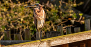 25th Feb 2023 - Tri-Colored Heron Posing on the Fence!