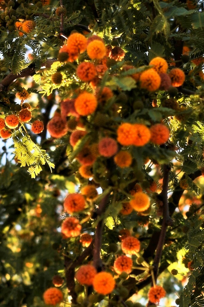 Southwest Sweet Acacia flowers by sandlily