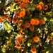 Southwest Sweet Acacia flowers by sandlily