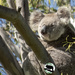 Glory Days by koalagardens