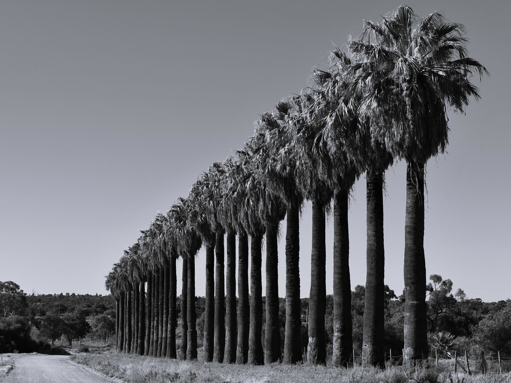 056 - Row of Palms by nannasgotitgoingon