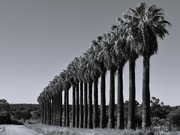 26th Feb 2023 - 056 - Row of Palms