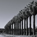 056 - Row of Palms by nannasgotitgoingon