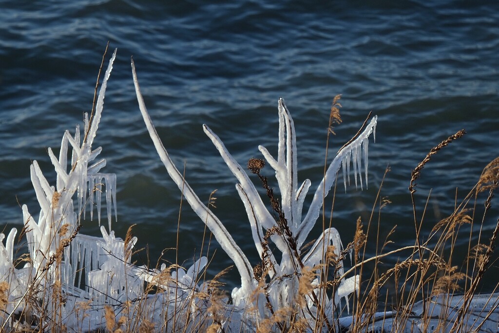 Icy plants, Lake Erie Shore by lsquared