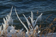 26th Feb 2023 - Icy plants, Lake Erie Shore