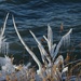 Icy plants, Lake Erie Shore by lsquared