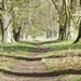 Path to Dalham Church  by foxes37