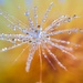 Dandelion seed macro by okvalle