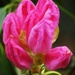 Rhododendron Bud by fishers