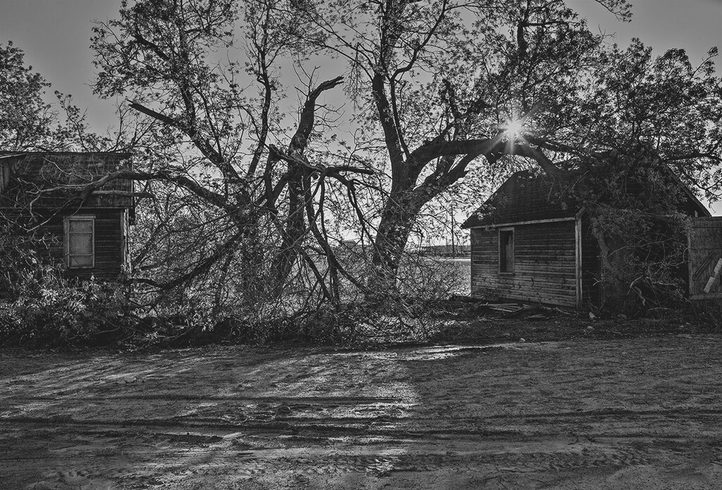 Old Trees, Old Sheds by gardencat