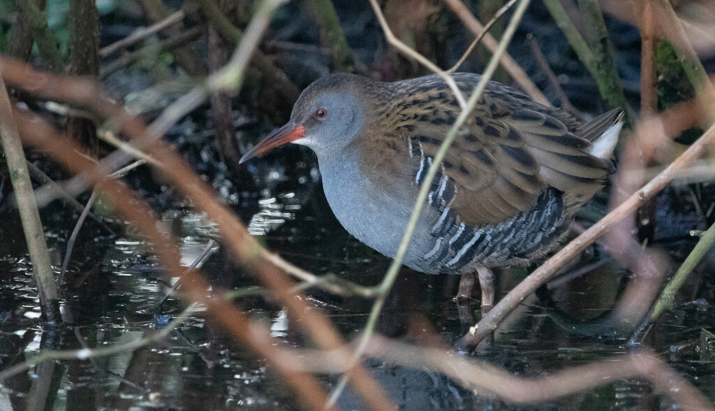 Water Rail by lifeat60degrees