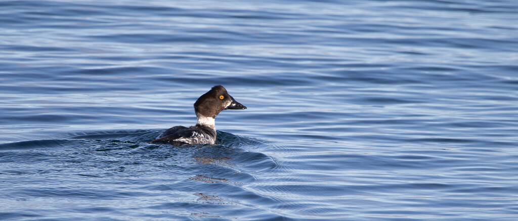 Goldeneye by lifeat60degrees
