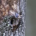 LHG_6752Little Brown -headed nuthatch by rontu