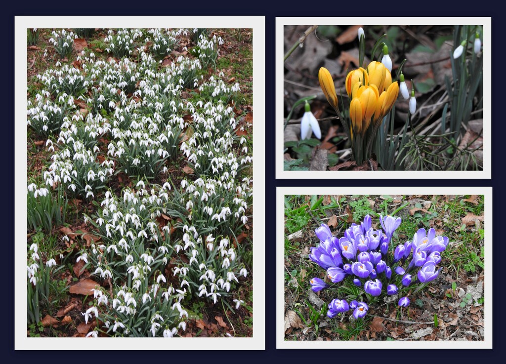  Snowdrops and Crocuses  by oldjosh