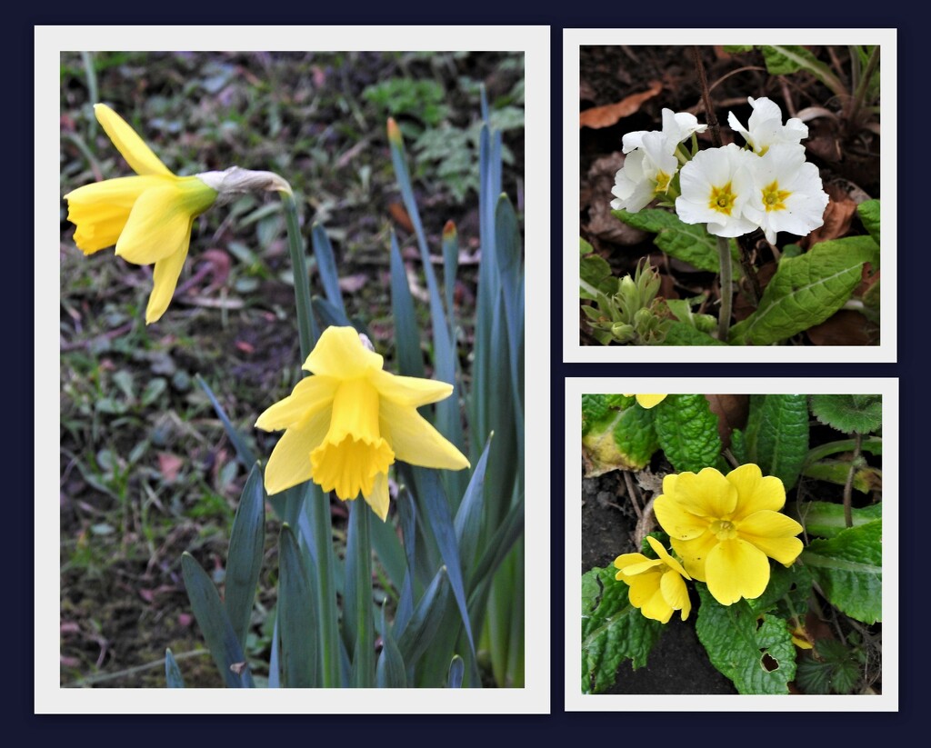   Daffodils and Primula by oldjosh