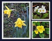 18th Feb 2023 -   Daffodils and Primula