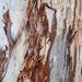 Tree Bark by mdaskin
