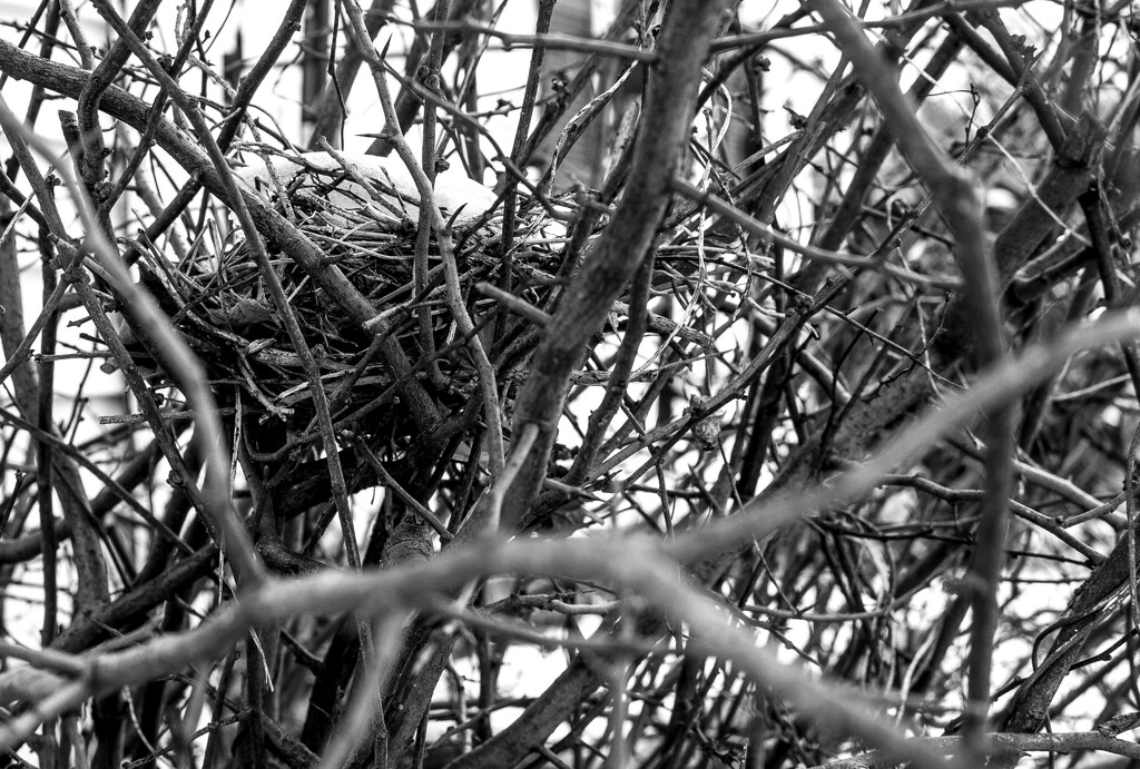 catbird nest by darchibald