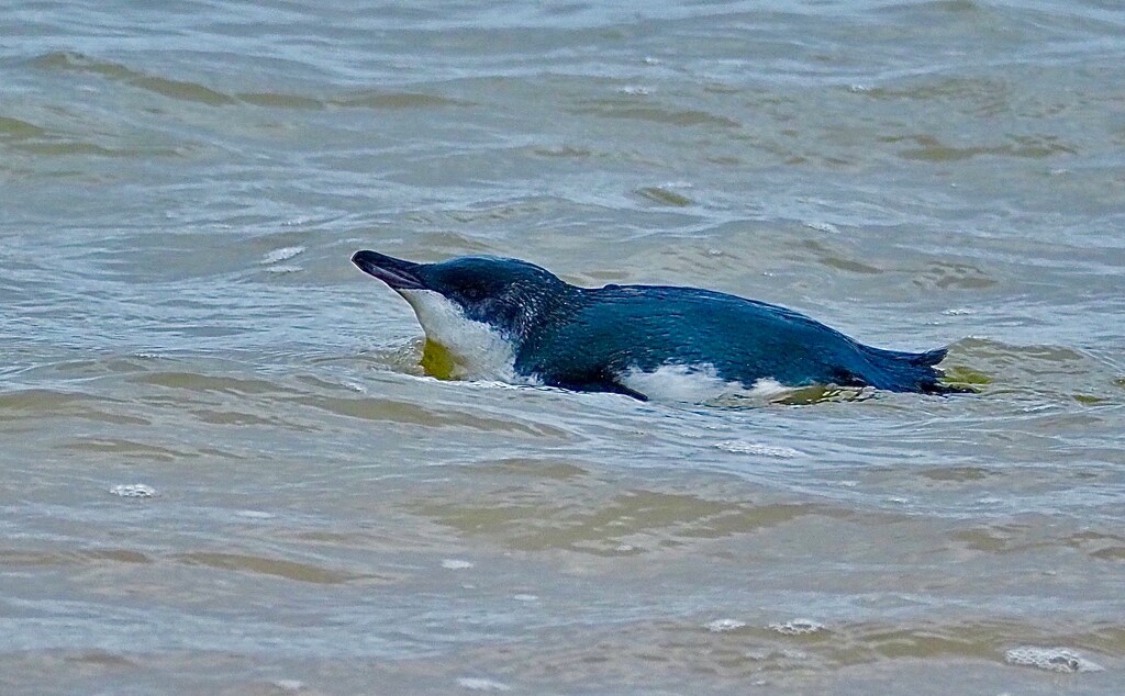 Little blue penguin , taken at Tokerau beach  by Dawn