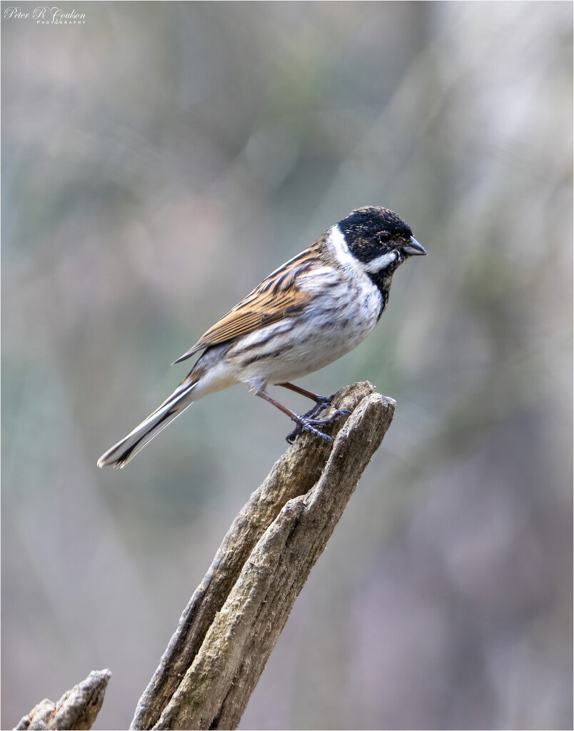 Common Reed Bunting by pcoulson
