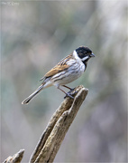 26th Feb 2023 - Common Reed Bunting