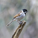 Common Reed Bunting by pcoulson