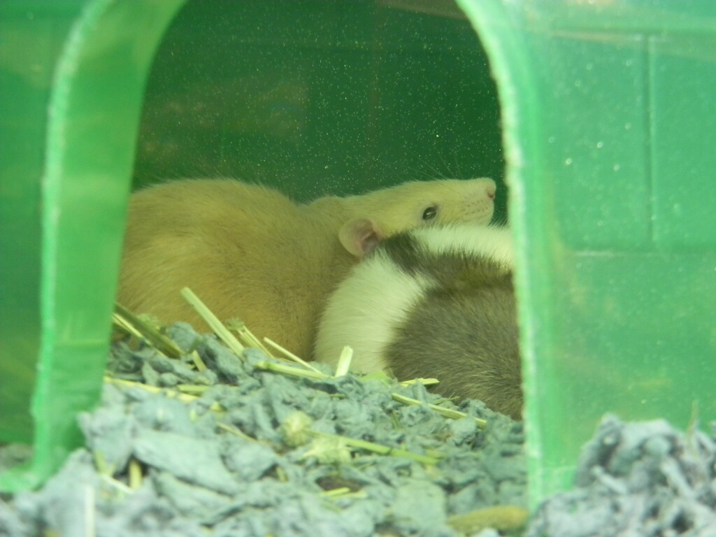 Rat at Pet Store  by sfeldphotos