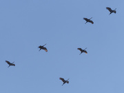 26th Feb 2023 - sand hill cranes