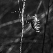 26th Feb 2023 - low-key milkweed