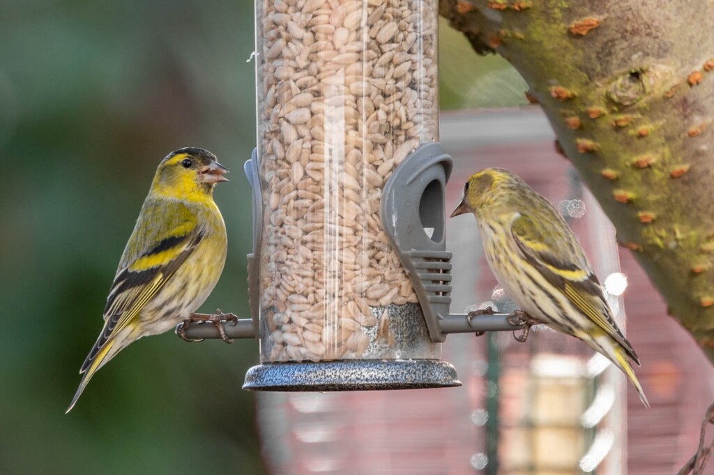 Mr and Mrs Siskin by rjb71