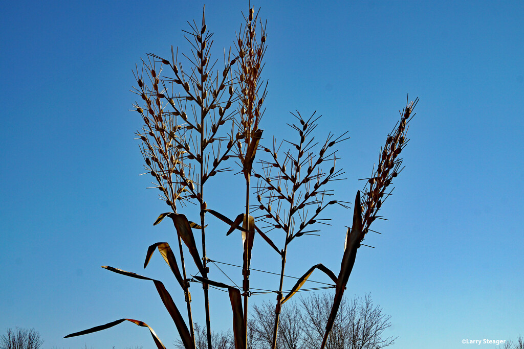 Corn Sculpture closeup by larrysphotos