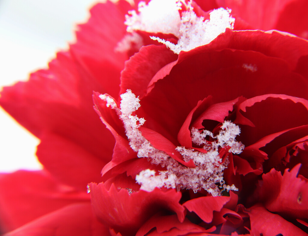 Day 56: Snow On A Flower by sheilalorson