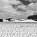 Winter fields by ljmanning