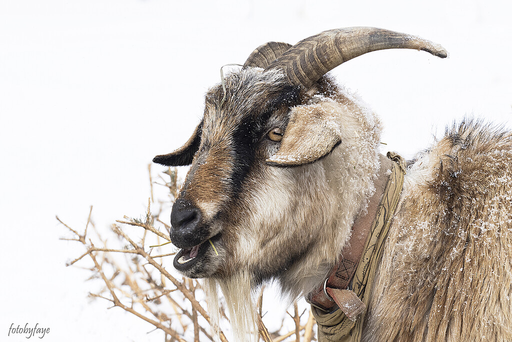 Goat by fayefaye