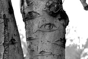 23rd Feb 2023 - Tree Eyes
