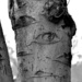 Tree Eyes by stephomy